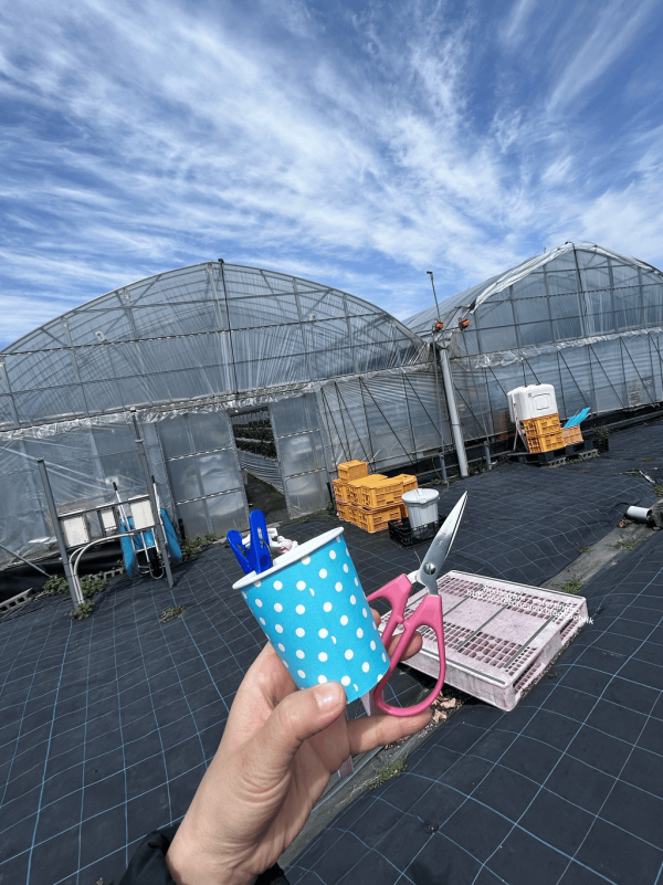 日本士多啤梨2025｜九州摘士多啤梨5大果園推介 熱門品種任摘任食！ 