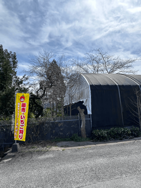 日本士多啤梨2025｜九州摘士多啤梨5大果園推介 熱門品種任摘任食！ 