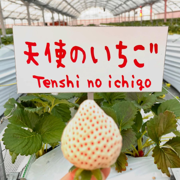 日本士多啤梨2025｜九州摘士多啤梨5大果園推介 熱門品種任摘任食！ 