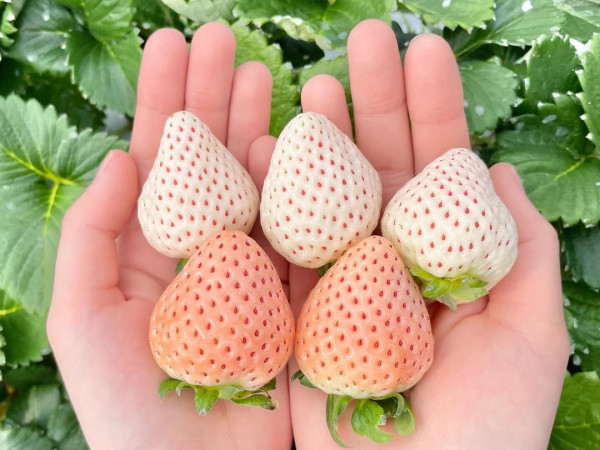 日本士多啤梨2025｜九州摘士多啤梨5大果園推介 熱門品種任摘任食！ 