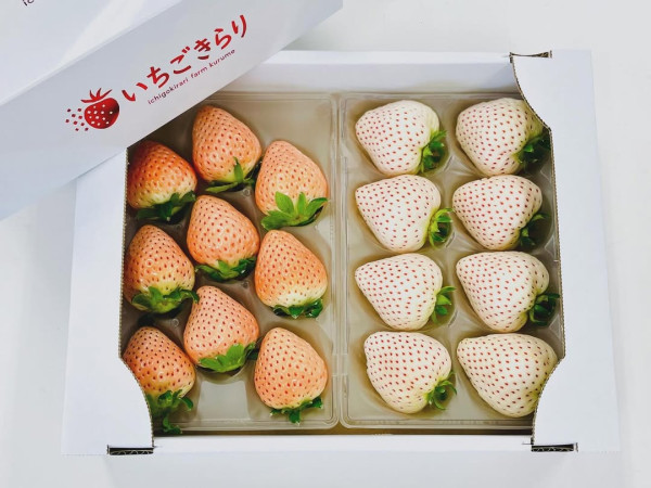 日本士多啤梨2025｜九州摘士多啤梨5大果園推介 熱門品種任摘任食！ 