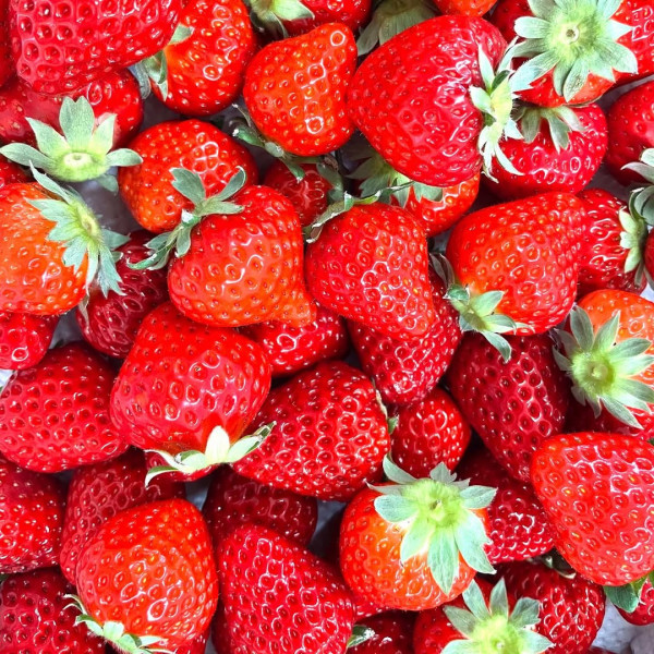 日本士多啤梨2025｜九州摘士多啤梨5大果園推介 熱門品種任摘任食！ 