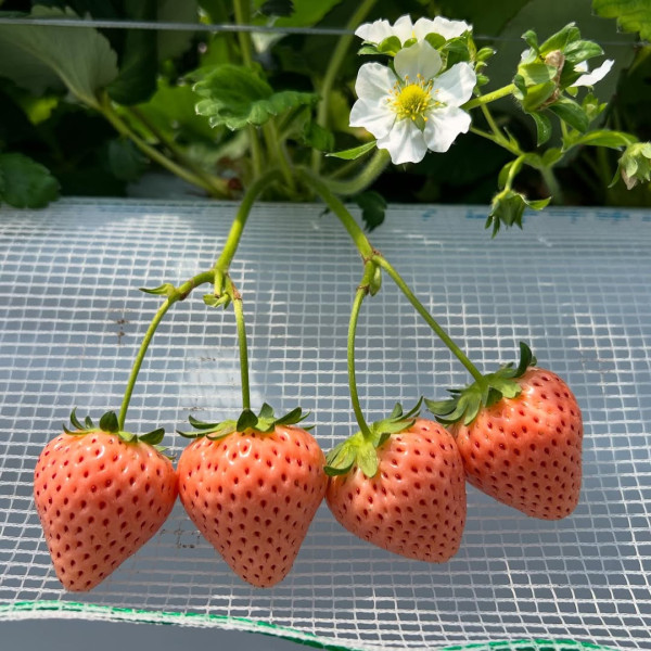 日本士多啤梨2025｜九州摘士多啤梨5大果園推介 熱門品種任摘任食！ 