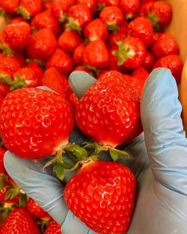 日本士多啤梨2025｜九州摘士多啤梨5大果園推介 熱門品種任摘任食！ 