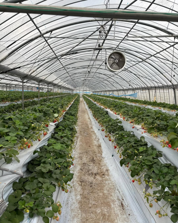 日本士多啤梨2025｜九州摘士多啤梨5大果園推介 熱門品種任摘任食！ 