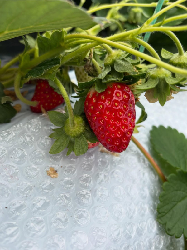 日本士多啤梨2025｜九州摘士多啤梨5大果園推介 熱門品種任摘任食！ 