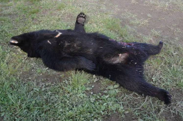 日本超市驚現「連毛帶甲」熊掌！標價5萬円嚇窒網民：生勾勾咁點樣食？ 