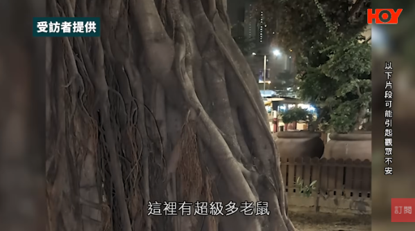 一線搜查｜新蒲崗鼠患源頭曝光？直擊婆婆深夜「派麵包」過百巨鼠瘋搶極恐怖