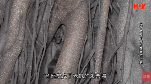 一線搜查｜新蒲崗鼠患源頭曝光？直擊婆婆深夜「派麵包」過百巨鼠瘋搶極恐怖