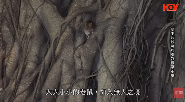 一線搜查｜新蒲崗鼠患源頭曝光？直擊婆婆深夜「派麵包」過百巨鼠瘋搶極恐怖