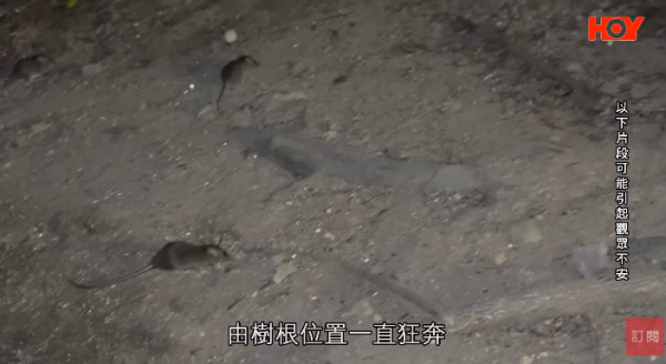 一線搜查｜新蒲崗鼠患源頭曝光？直擊婆婆深夜「派麵包」過百巨鼠瘋搶極恐怖