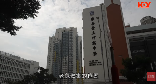 一線搜查｜新蒲崗鼠患源頭曝光？直擊婆婆深夜「派麵包」過百巨鼠瘋搶極恐怖