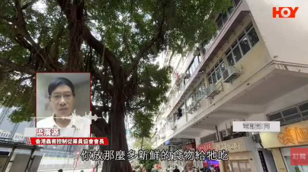 一線搜查｜新蒲崗鼠患源頭曝光？直擊婆婆深夜「派麵包」過百巨鼠瘋搶極恐怖