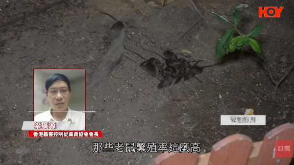 一線搜查｜新蒲崗鼠患源頭曝光？直擊婆婆深夜「派麵包」過百巨鼠瘋搶極恐怖