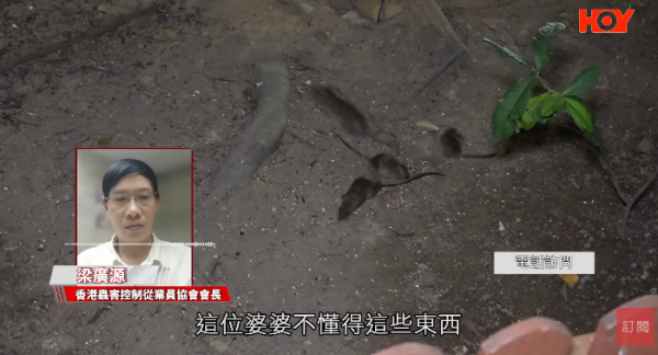 一線搜查｜新蒲崗鼠患源頭曝光？直擊婆婆深夜「派麵包」過百巨鼠瘋搶極恐怖