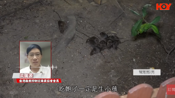 一線搜查｜新蒲崗鼠患源頭曝光？直擊婆婆深夜「派麵包」過百巨鼠瘋搶極恐怖