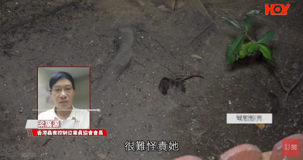 一線搜查｜新蒲崗鼠患源頭曝光？直擊婆婆深夜「派麵包」過百巨鼠瘋搶極恐怖