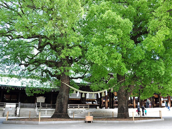 圖片來源:明治神宮官方網站 圖片來源:明治神宮官方網站