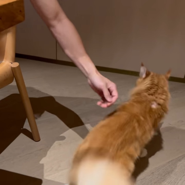 張寶兒沉痛發文痛失家中一分子 長文淚訴追憶：你最後還是離開了