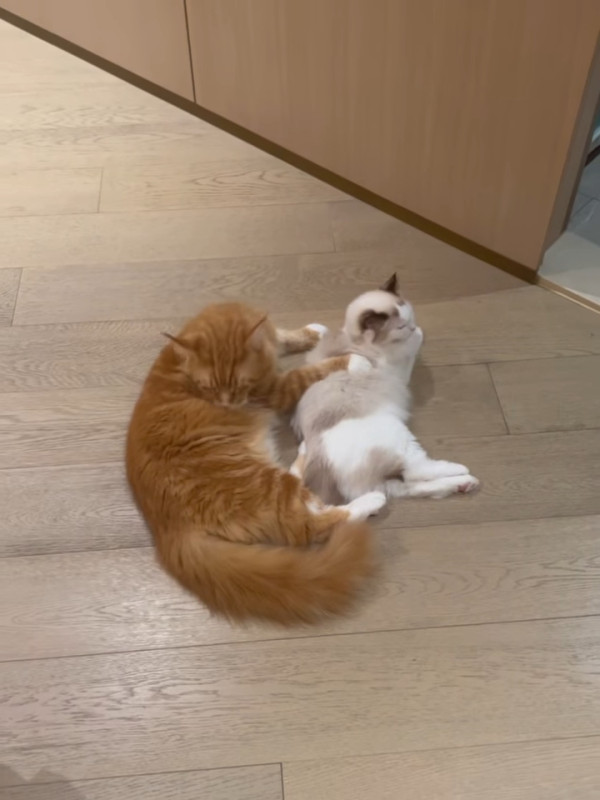 張寶兒沉痛發文痛失家中一分子 長文淚訴追憶：你最後還是離開了