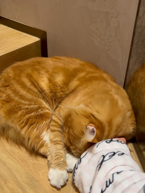 張寶兒沉痛發文痛失家中一分子 長文淚訴追憶：你最後還是離開了