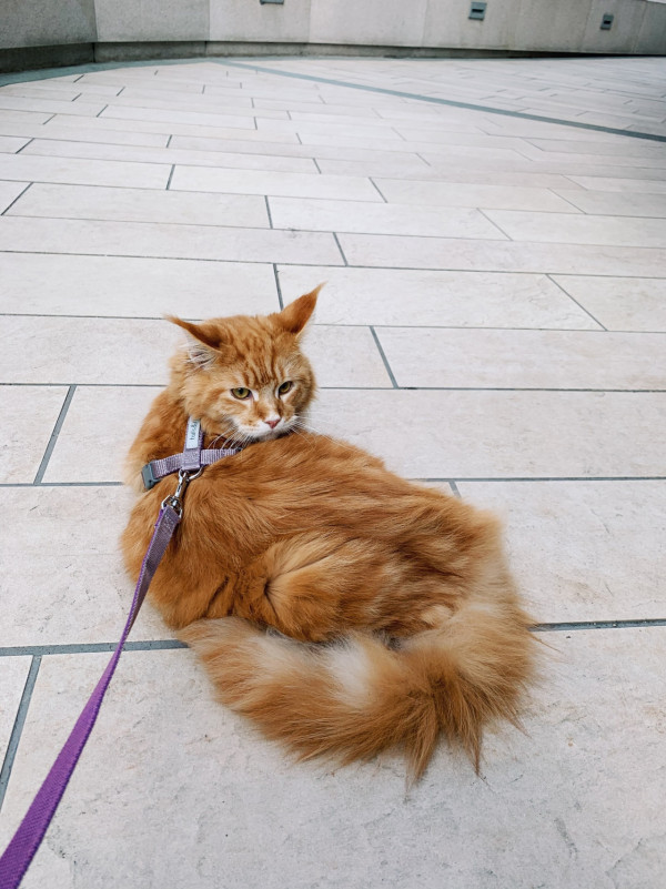 張寶兒沉痛發文痛失家中一分子 長文淚訴追憶：你最後還是離開了