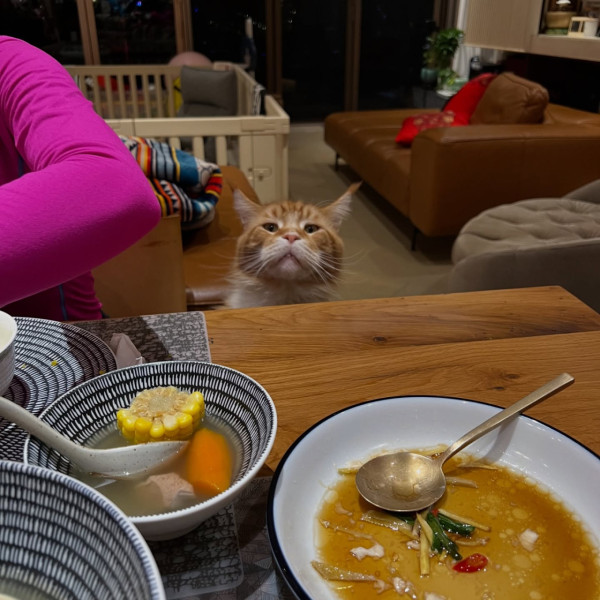 張寶兒沉痛發文痛失家中一分子 長文淚訴追憶：你最後還是離開了