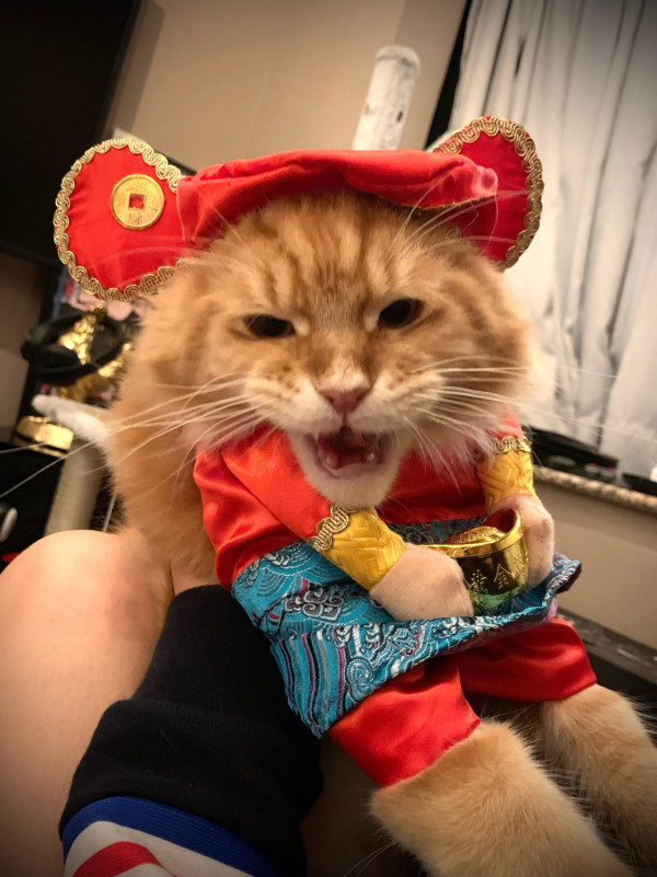 張寶兒沉痛發文痛失家中一分子 長文淚訴追憶：你最後還是離開了