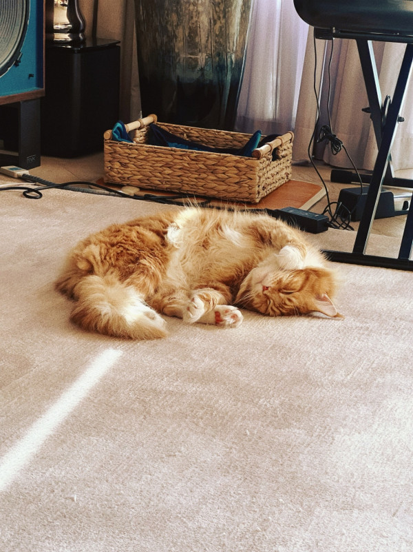 張寶兒沉痛發文痛失家中一分子 長文淚訴追憶：你最後還是離開了