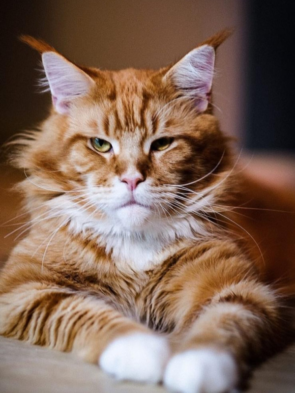 張寶兒沉痛發文痛失家中一分子 長文淚訴追憶：你最後還是離開了