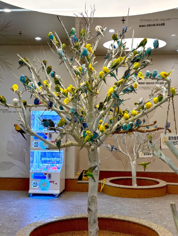 照片來源:小紅書@petgugu宠咕咕 照片來源:小紅書@petgugu宠咕咕