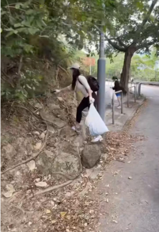 飛鵝山變「煙頭山」義工單日撿逾2000支煙蒂！漁護署：今年發出32張涉事罰單