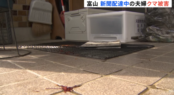 日本熊患未止｜單日5宗熊襲5人受傷！夫妻半夜遭熊攻擊浴血 男子徒手擊退猛獸 