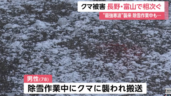 日本熊患未止｜單日5宗熊襲5人受傷！夫妻半夜遭熊攻擊浴血 男子徒手擊退猛獸 
