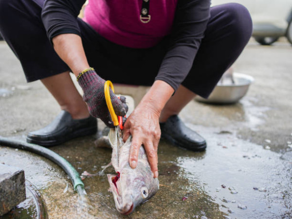 以為補身變洗腎？女子吞魚膽致肝衰竭！醫生警告:毒過砒霜無藥醫／煮熟都冇用