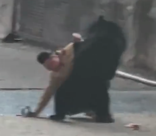 照片來源：微博@鷺棲花園