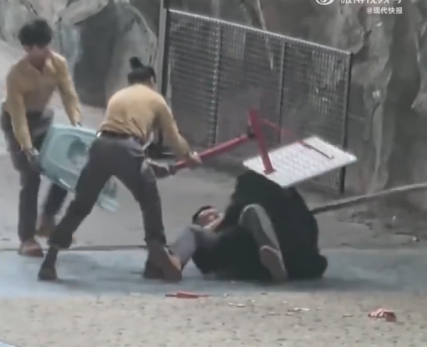 照片來源：微博@鷺棲花園