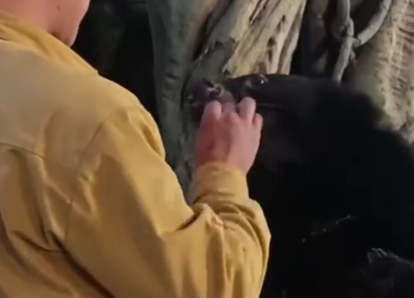 照片來源：微博@澎湃新聞