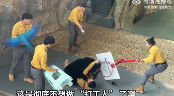 照片來源：微博@愛偷懶的劉女士