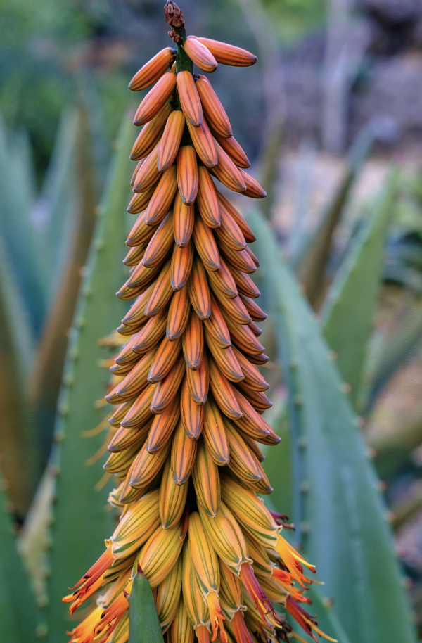 帶支蘆薈膏當走私？海關嚴打瀕危成分 這款蘆薈護膚品一帶充公罰款 