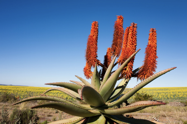 帶支蘆薈膏當走私？海關嚴打瀕危成分 這款蘆薈護膚品一帶充公罰款 
