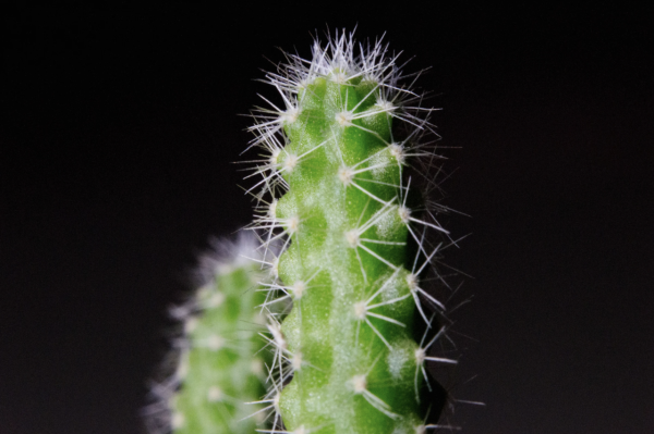 帶支蘆薈膏當走私？海關嚴打瀕危成分 這款蘆薈護膚品一帶充公罰款 