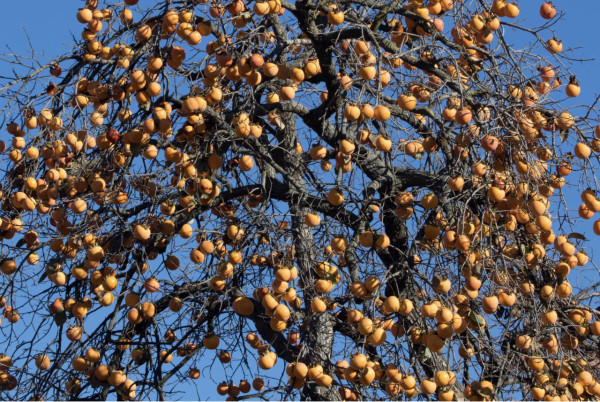 帶支蘆薈膏當走私？海關嚴打瀕危成分 這款蘆薈護膚品一帶充公罰款 