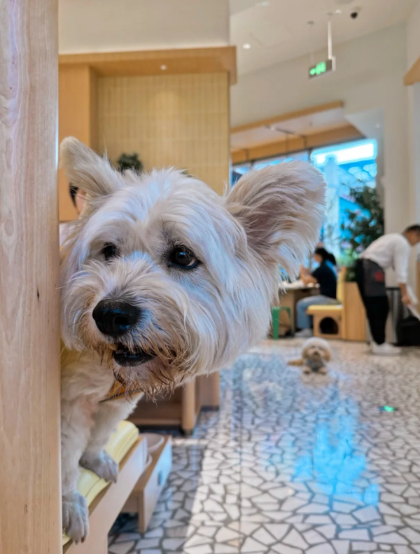 照片來源：小紅書@七七小王子