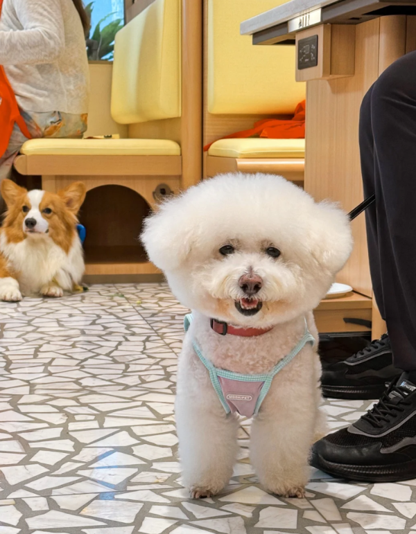 照片來源：小紅書@七七小王子