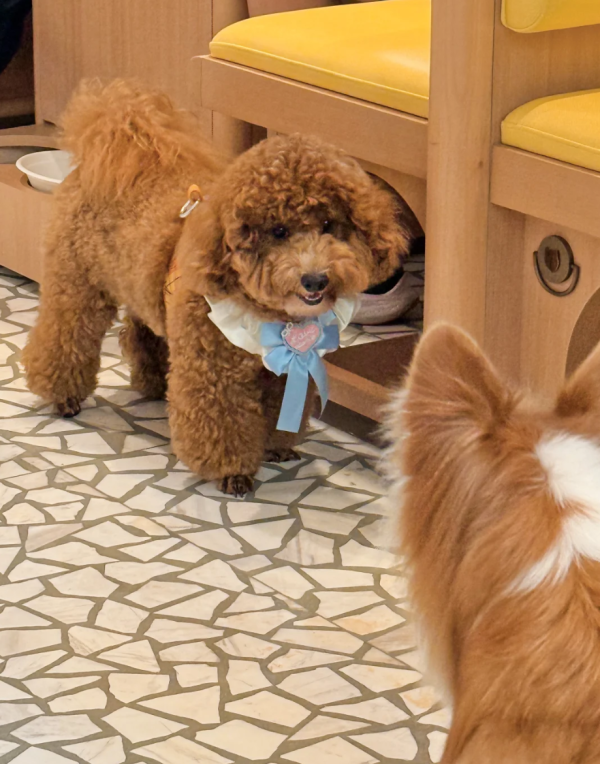 照片來源：小紅書@七七小王子