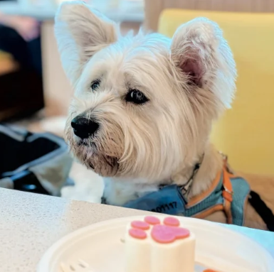 照片來源：小紅書@七七小王子