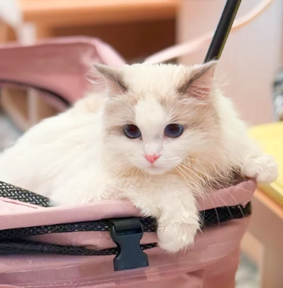 照片來源：小紅書@七七小王子