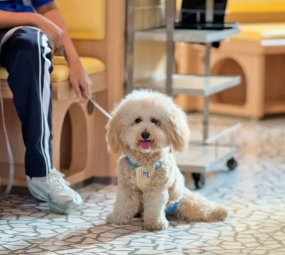 照片來源：小紅書@七七小王子