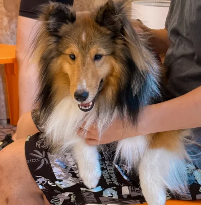 照片來源：小紅書@七七小王子